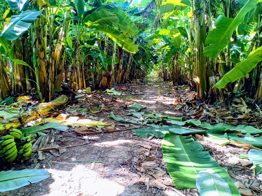 Phnom Penh Countryside Cycling Tour: Authentic Mekong River Bike Adventure